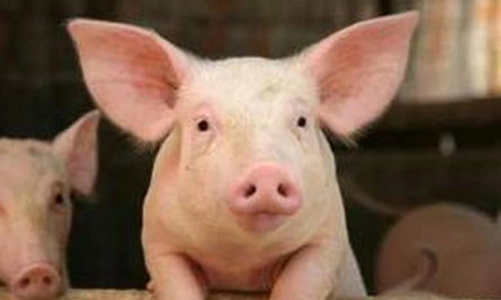Αφρικανική Πανώλη: Χτύπησε φάρμα με 16.000 χοίρους στην Πολωνία